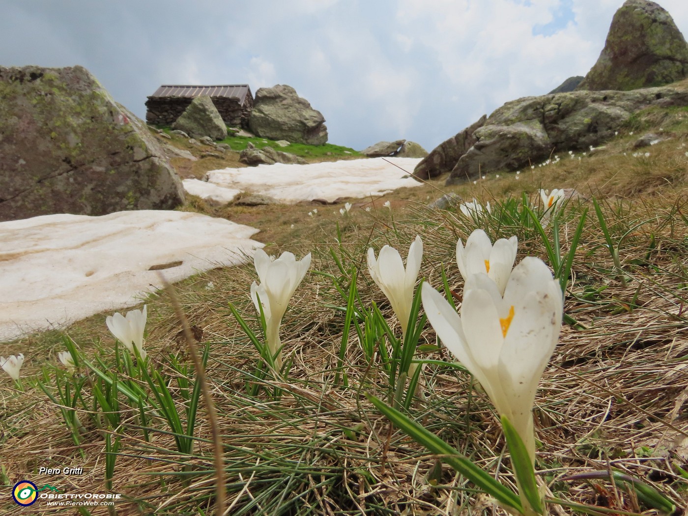 73 Crocus vernus con Baita dei Tre Pizzi (2116 m).JPG